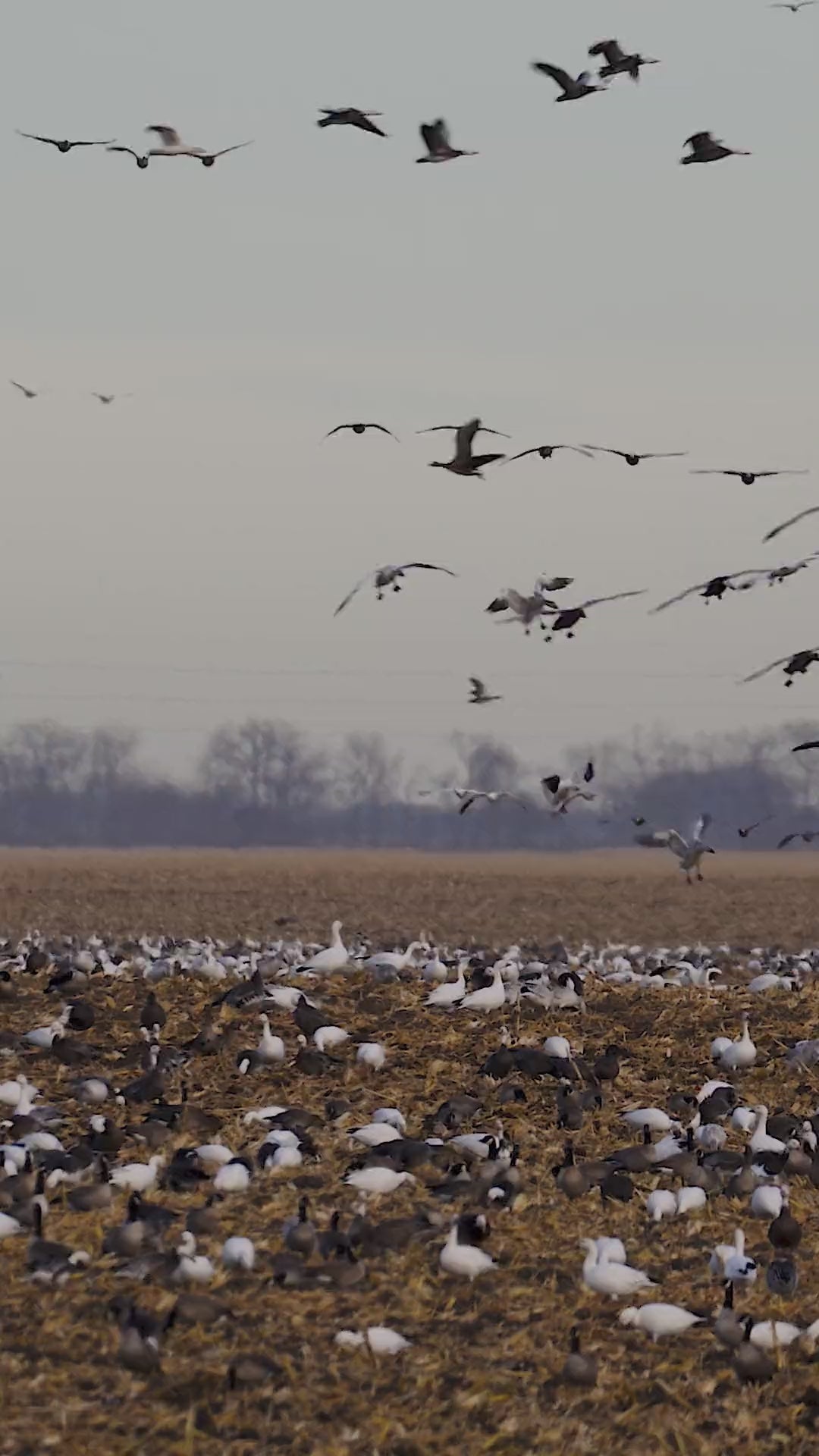 Waterfowl flying low over dark water at dusk.
