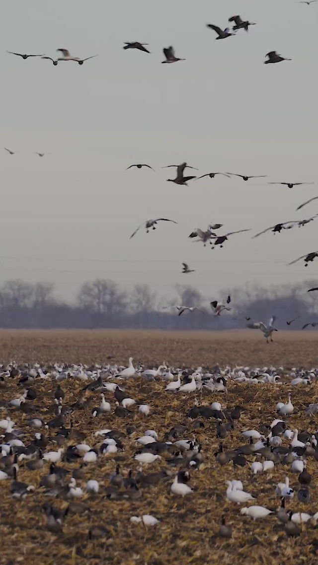 Waterfowl flying low over dark water at dusk.