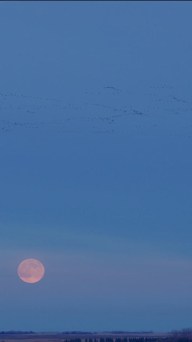 A distant flock of waterfowl flying across a blue-gray sky.