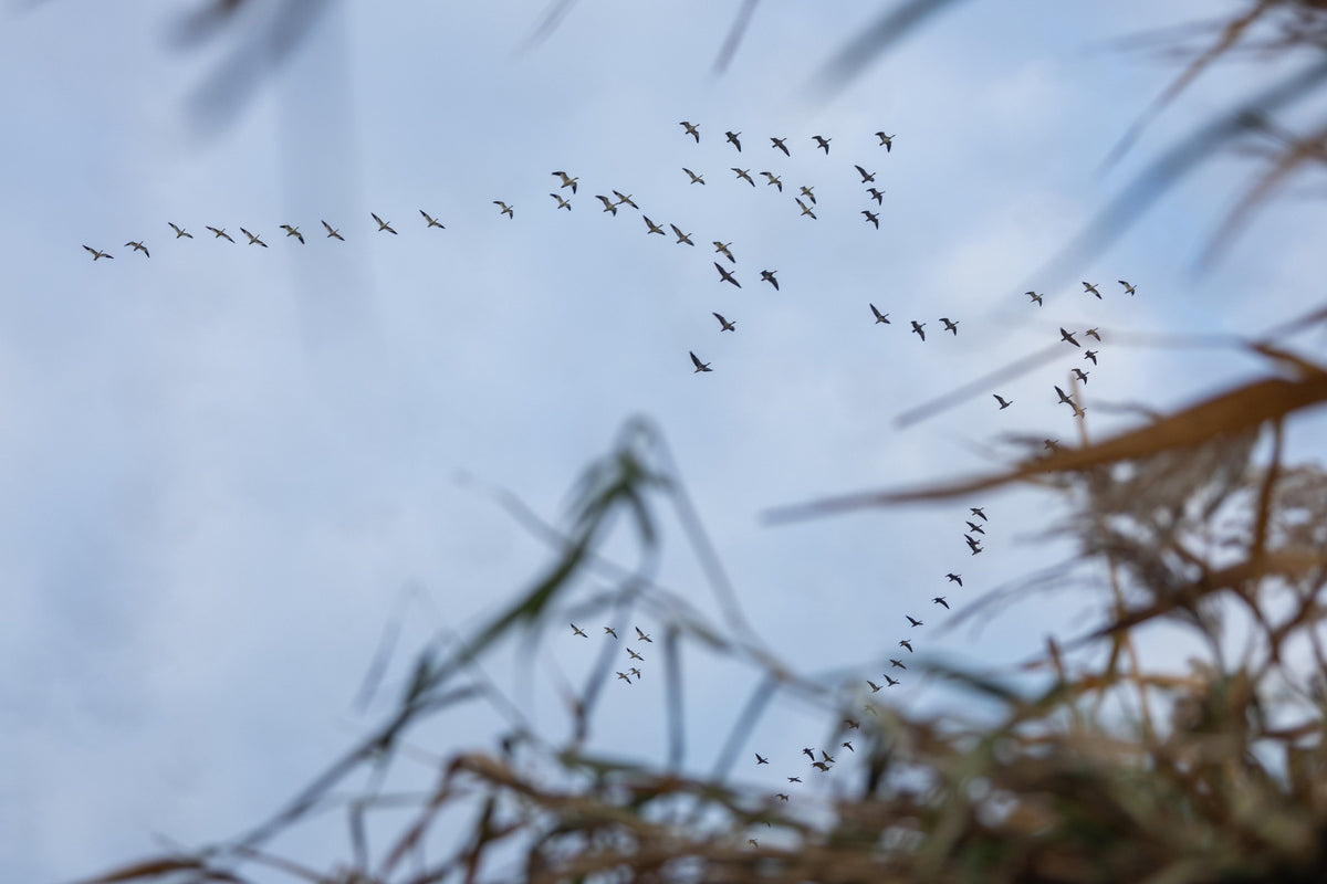 Waterfowl over open water in low light