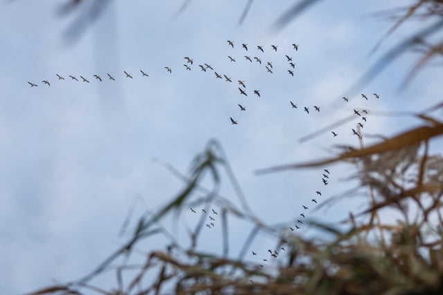 Waterfowl over open water in low light