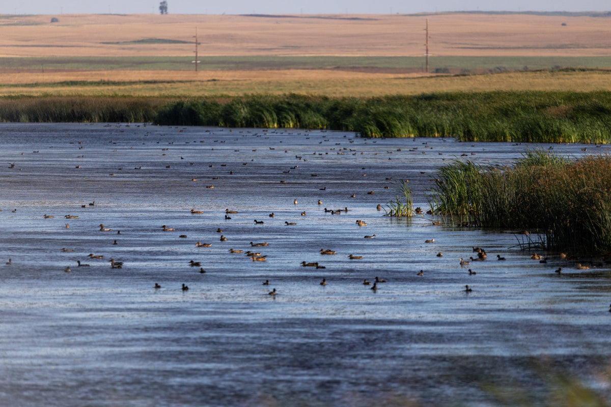 Ducks scattered across a prairie wetland bordered by reeds and farmland.
