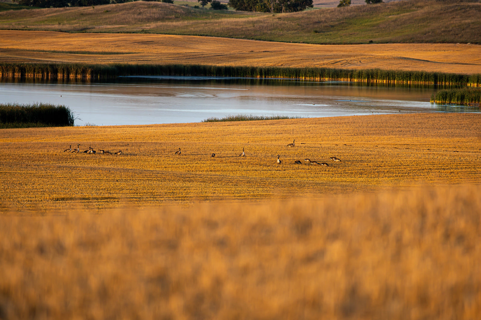 Geese feeding on a cut grain field beside prairie water at first light