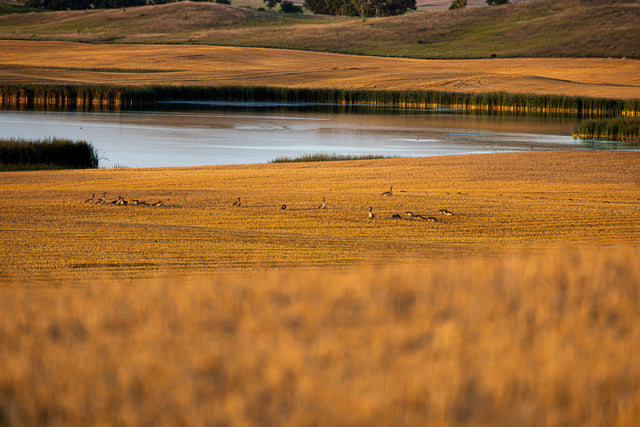 Geese feeding in a harvested field beside a prairie wetland in warm light.