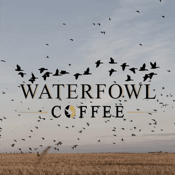 Waterfowl Coffee logo in true brand gold over flock and field, animated square loop