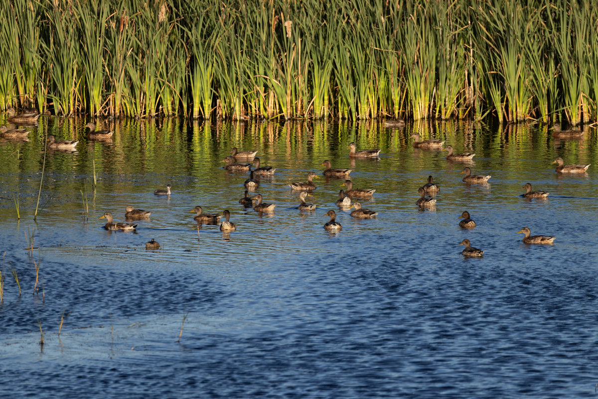 A flock of ducks swimming beside sunlit reeds reflected in blue water.